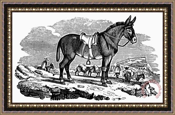 Others Mule Framed Print