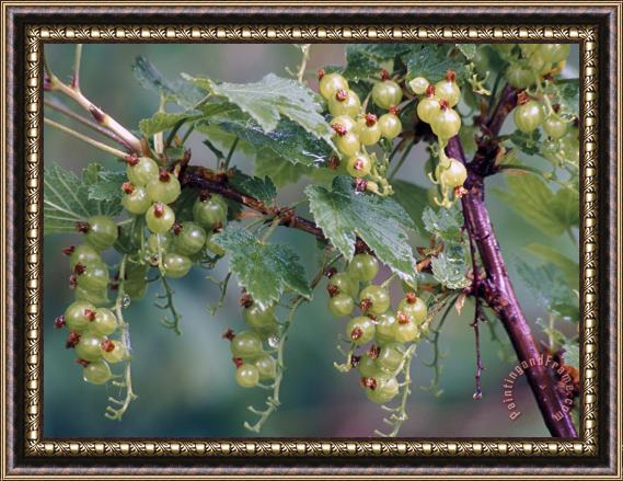 Others Nature Berries Framed Painting