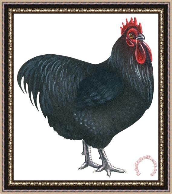 Others Orpington Rooster Framed Painting