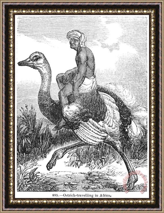 Others Ostrich Framed Painting