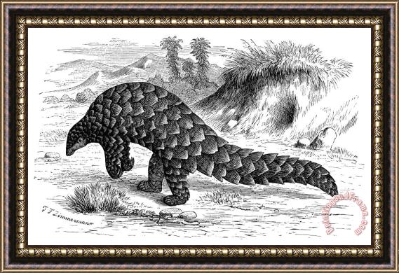 Others Pangolin Framed Print