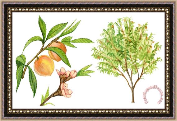 Others Peach Tree Framed Painting