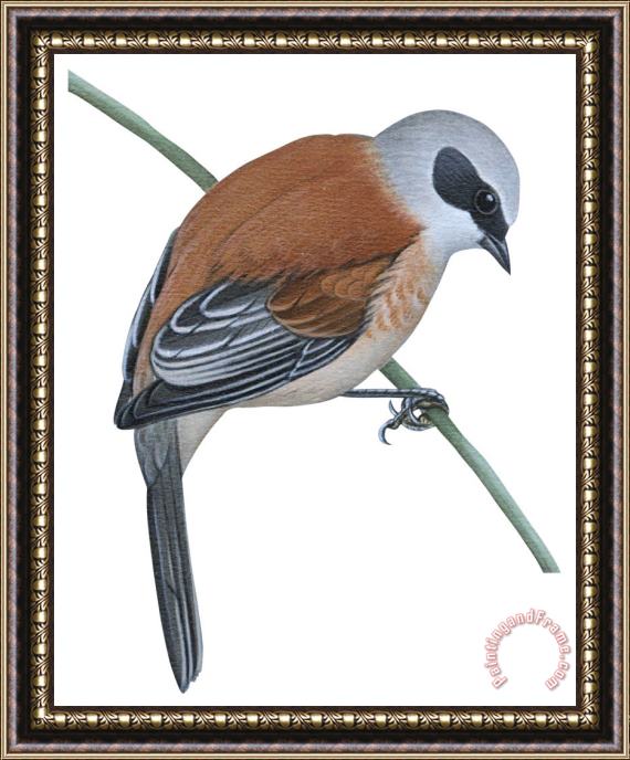 Others Penduline Tit Framed Painting