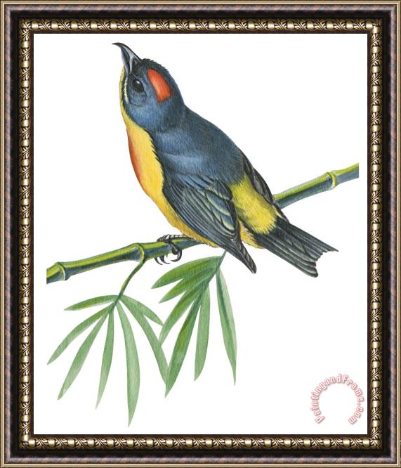Others Philippine Flowerpecker Framed Painting