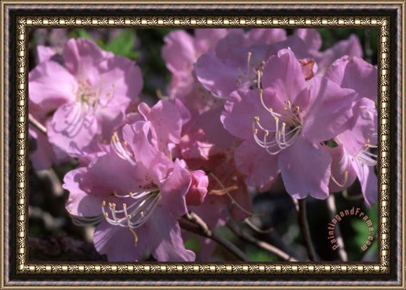 Others Pink Wildflowers Framed Print