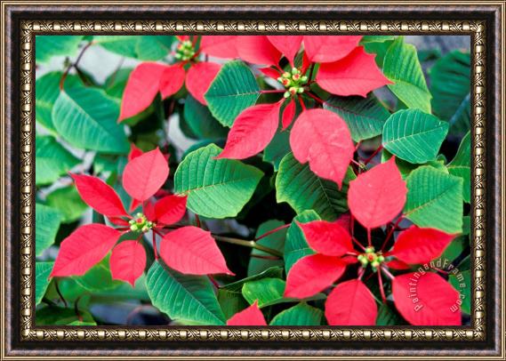 Others Poinsettia Flowers Framed Print