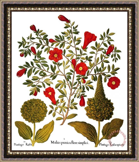 Others Pomegranate, 1613 Framed Painting