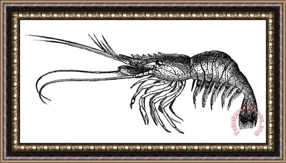 Others Prawn Framed Painting