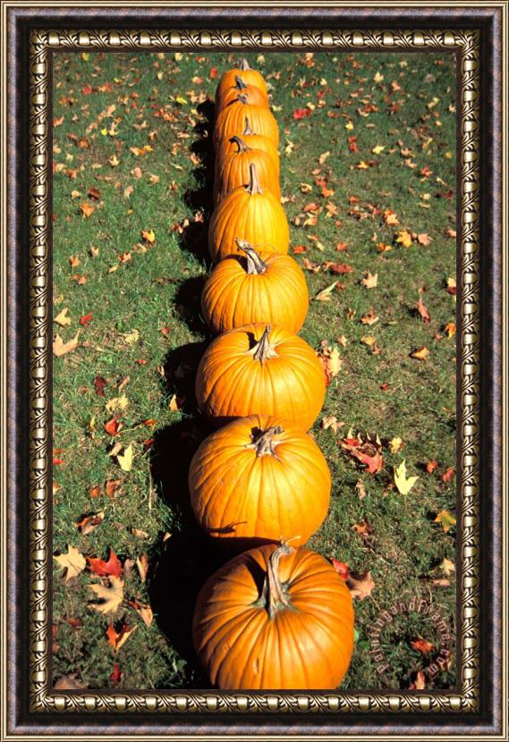 Others Pumpkins In A Row Framed Print
