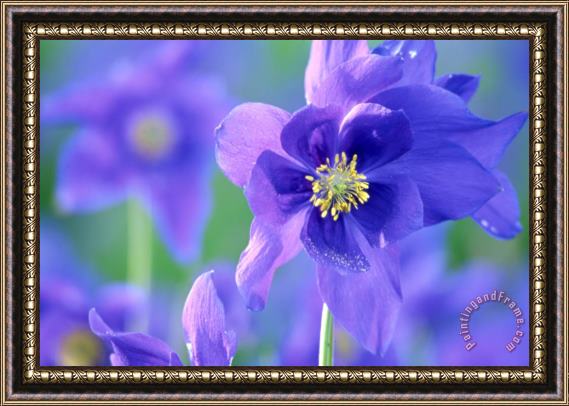 Others Purple Flowers Framed Print