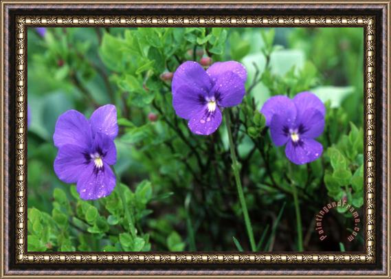 Others Purple Wild Flowers Framed Painting