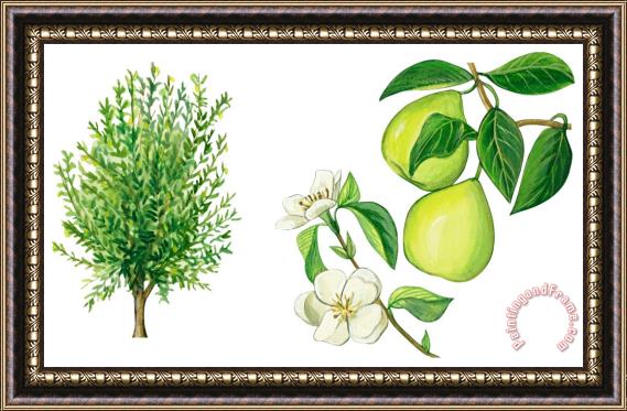 Others Quince Tree Framed Print