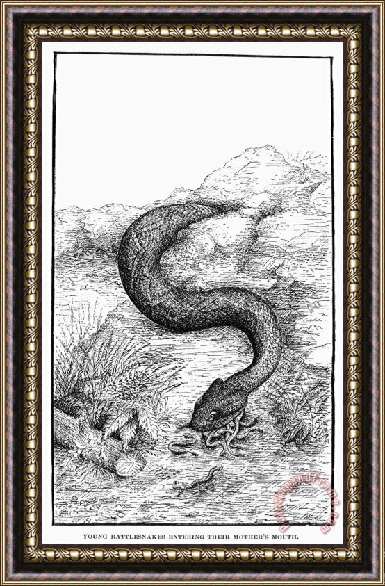 Others Rattlesnakes Framed Print