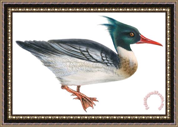Others Red-breasted Merganser Framed Painting