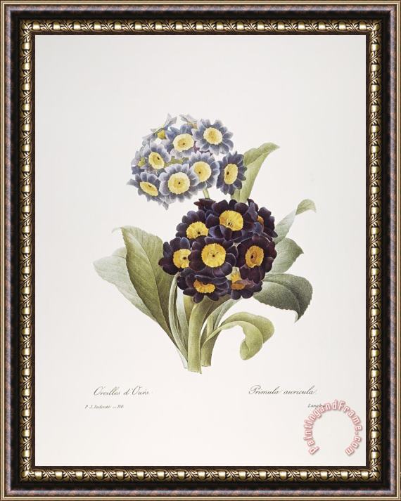 Others Redoute: Auricula, 1833 Framed Print