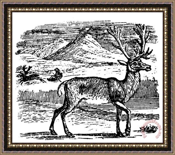 Others Reindeer/caribou Framed Print