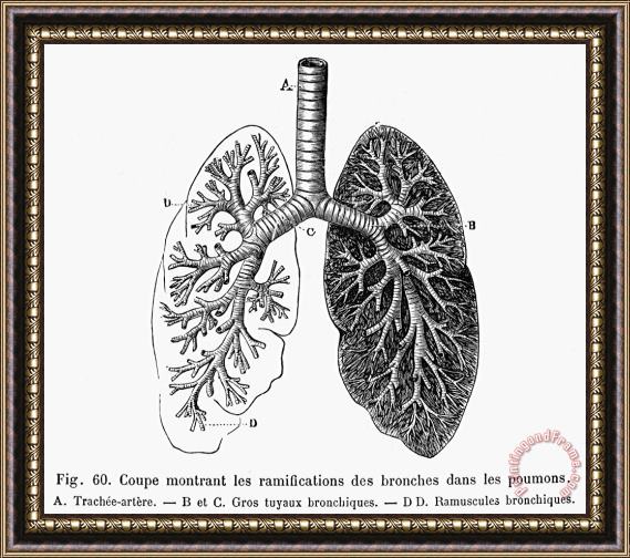 Others Respiratory System Framed Painting