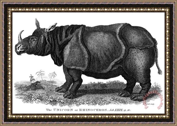 Others Rhinoceros Framed Print