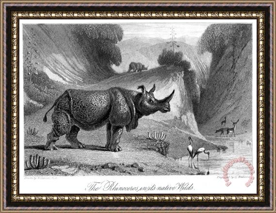 Others Rhinoceros Framed Painting