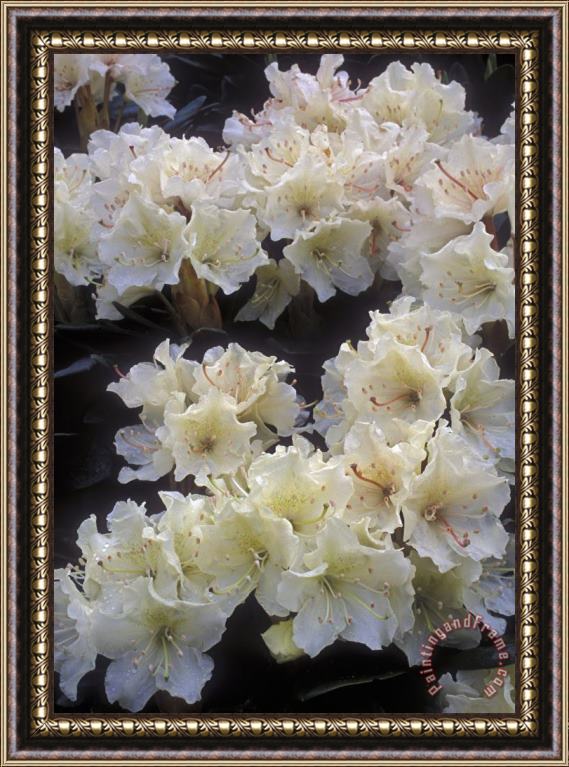 Others Rhododendrons Framed Painting