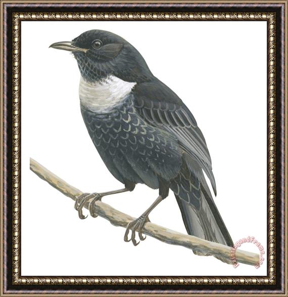 Others Ring Ouzel Framed Painting
