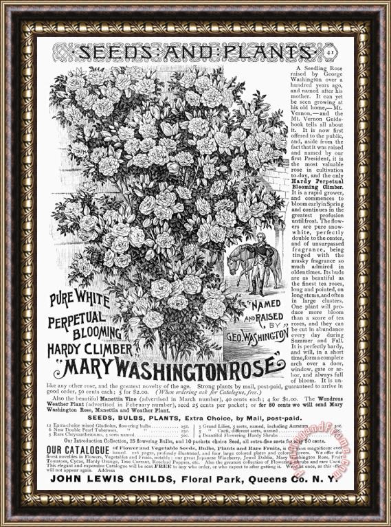 Others Rose Advertisement, 1890 Framed Painting