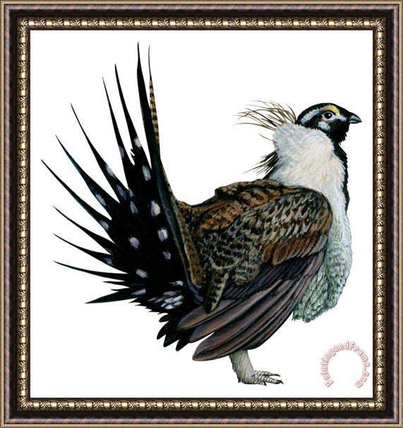Others Sage Grouse Framed Painting