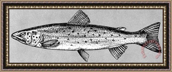 Others Salmon Framed Painting