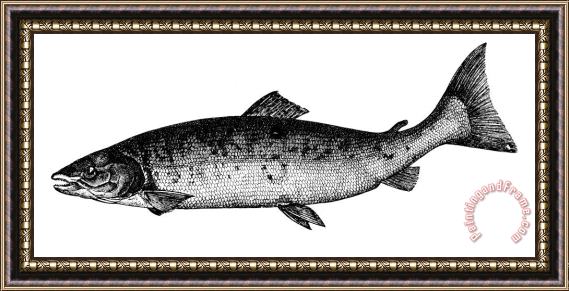 Others Salmon Framed Print
