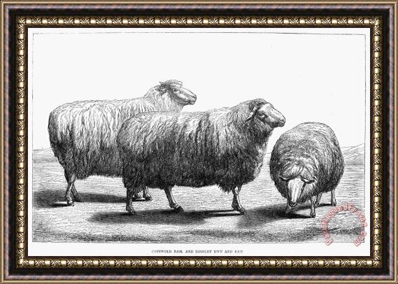 Others SHEEP, 19th CENTURY Framed Painting