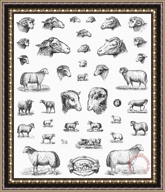 Others SHEEP, 19th CENTURY Framed Print