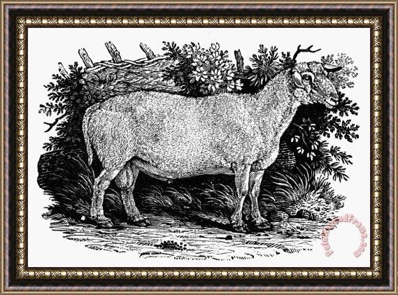 Others SHEEP, c1800 Framed Painting