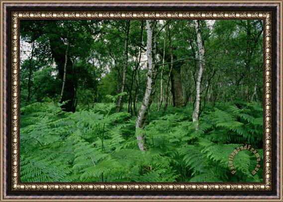 Others Sherwood Forest Framed Painting