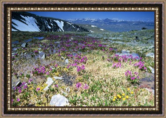 Others Siberia Framed Painting