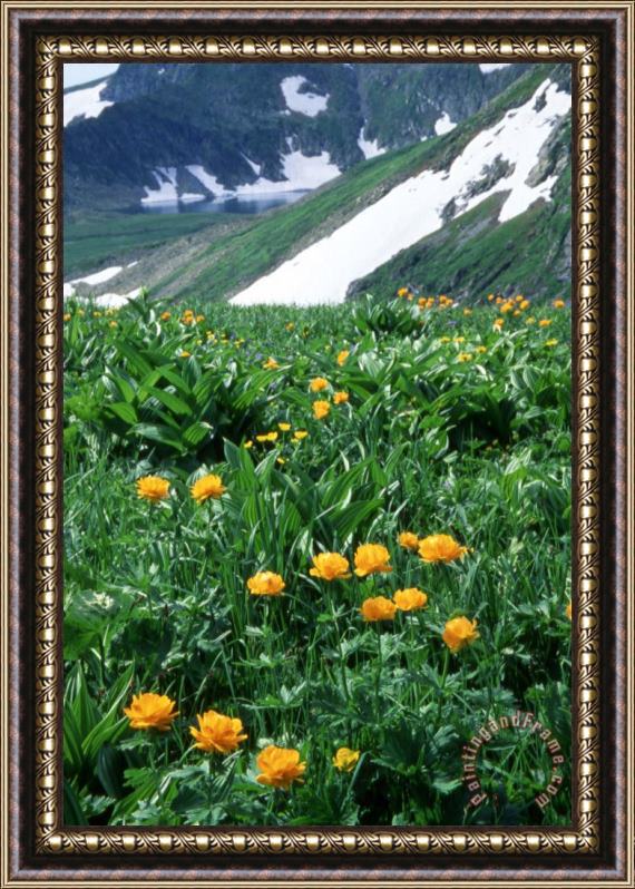 Others Siberia Framed Painting