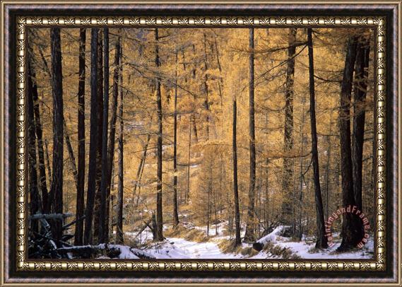 Others Siberian Forest Framed Print