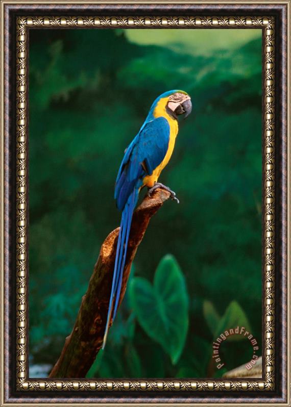 Others Singapore Macaw At Jurong Bird Park Framed Print