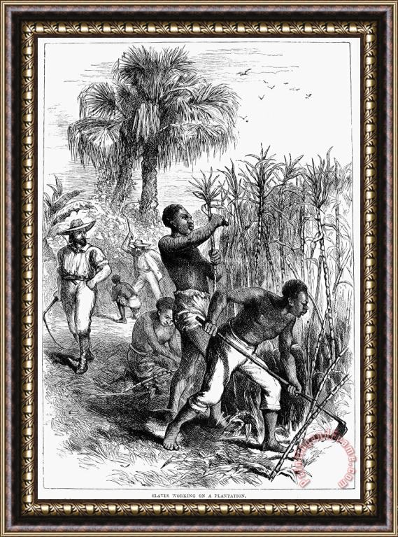 Others Slavery: Sugar Plantation Framed Print