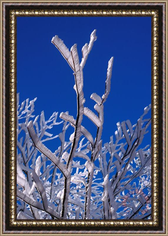 Others Snow And Ice Coated Branches Framed Painting