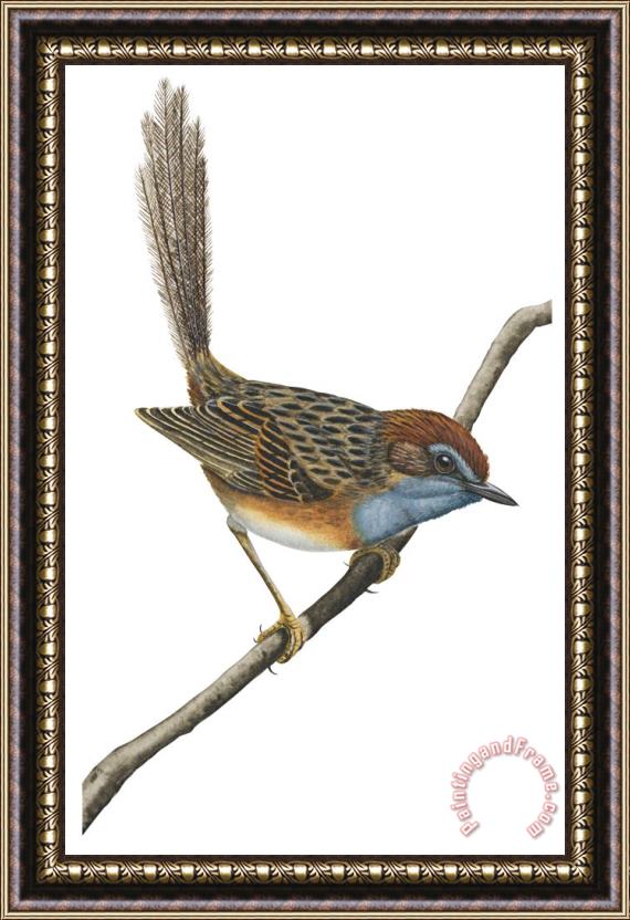Others Southern Emu Wren Framed Painting