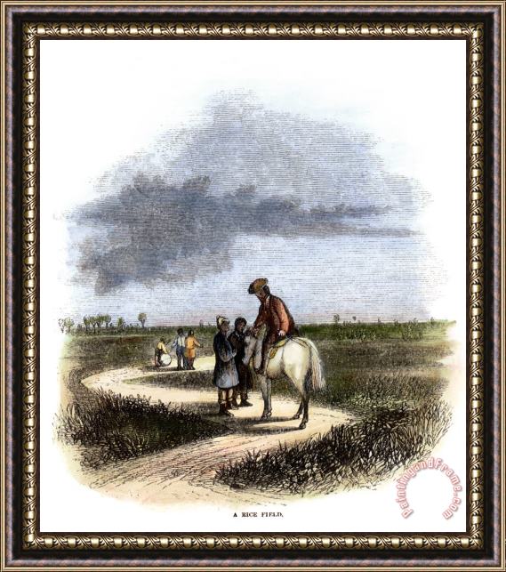 Others Southern Rice Field Framed Print