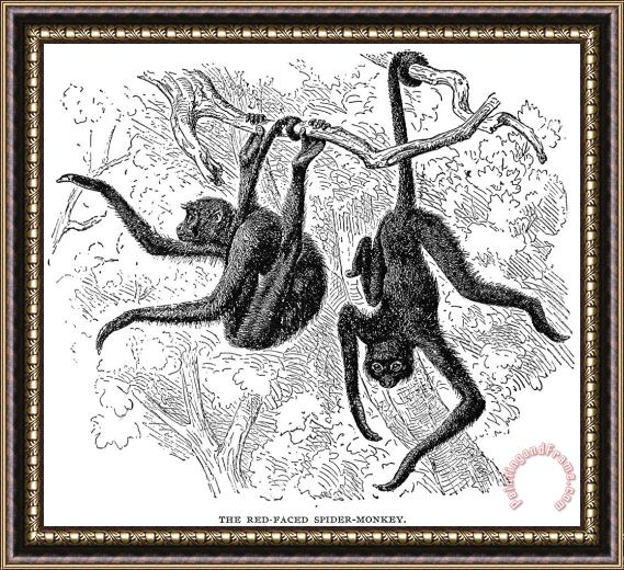 Others Spider Monkeys Framed Painting