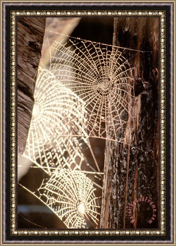 Others Spider Webs Framed Painting