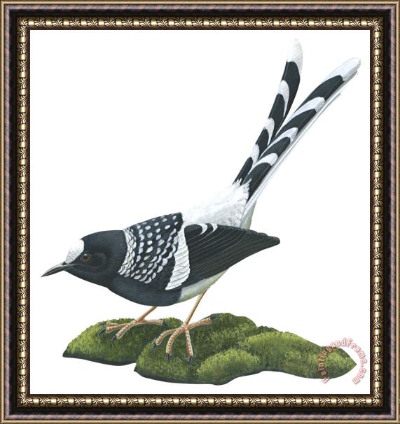 Others Spotted Forktail Framed Painting