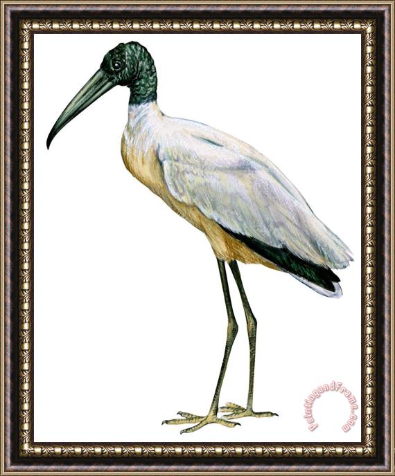 Others Stork Framed Print