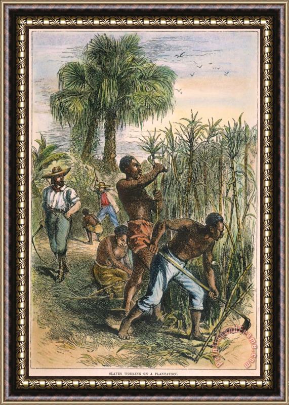 Others Sugar Plantation Framed Painting