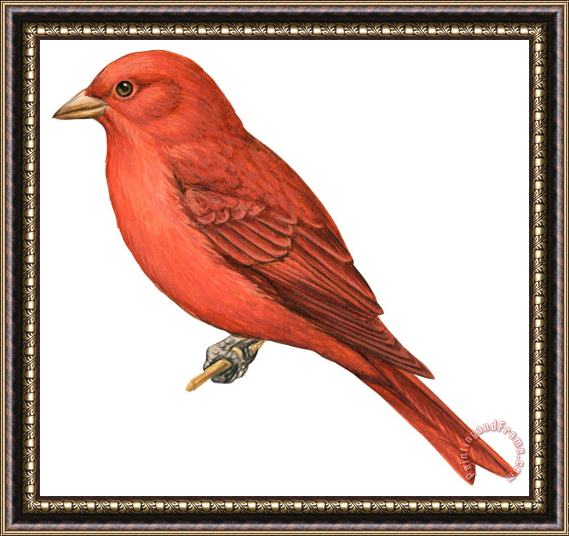 Others Summer Tanager Framed Painting