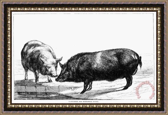 Others SWINE, 19th CENTURY Framed Painting