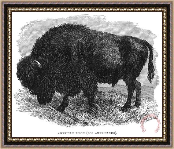 Others The Buffalo Framed Print