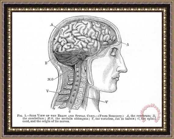 Others The Human Brain Framed Painting